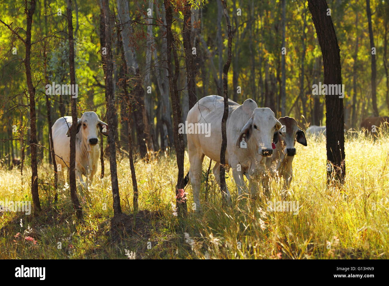 Bestiame Brahman a piedi attraverso la macchia durante la carità Eidsvold Cattle Drive nel nord Burnett regione del Queensland. Foto Stock