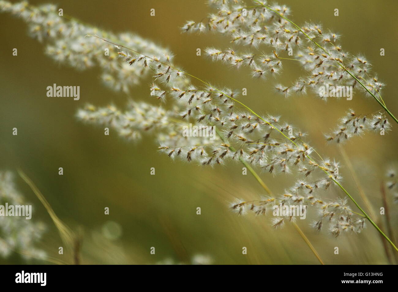 Erba in fiore e sementi vicino Eidsvold, nel nord Burnett regione del Queensland, Australia. Foto Stock