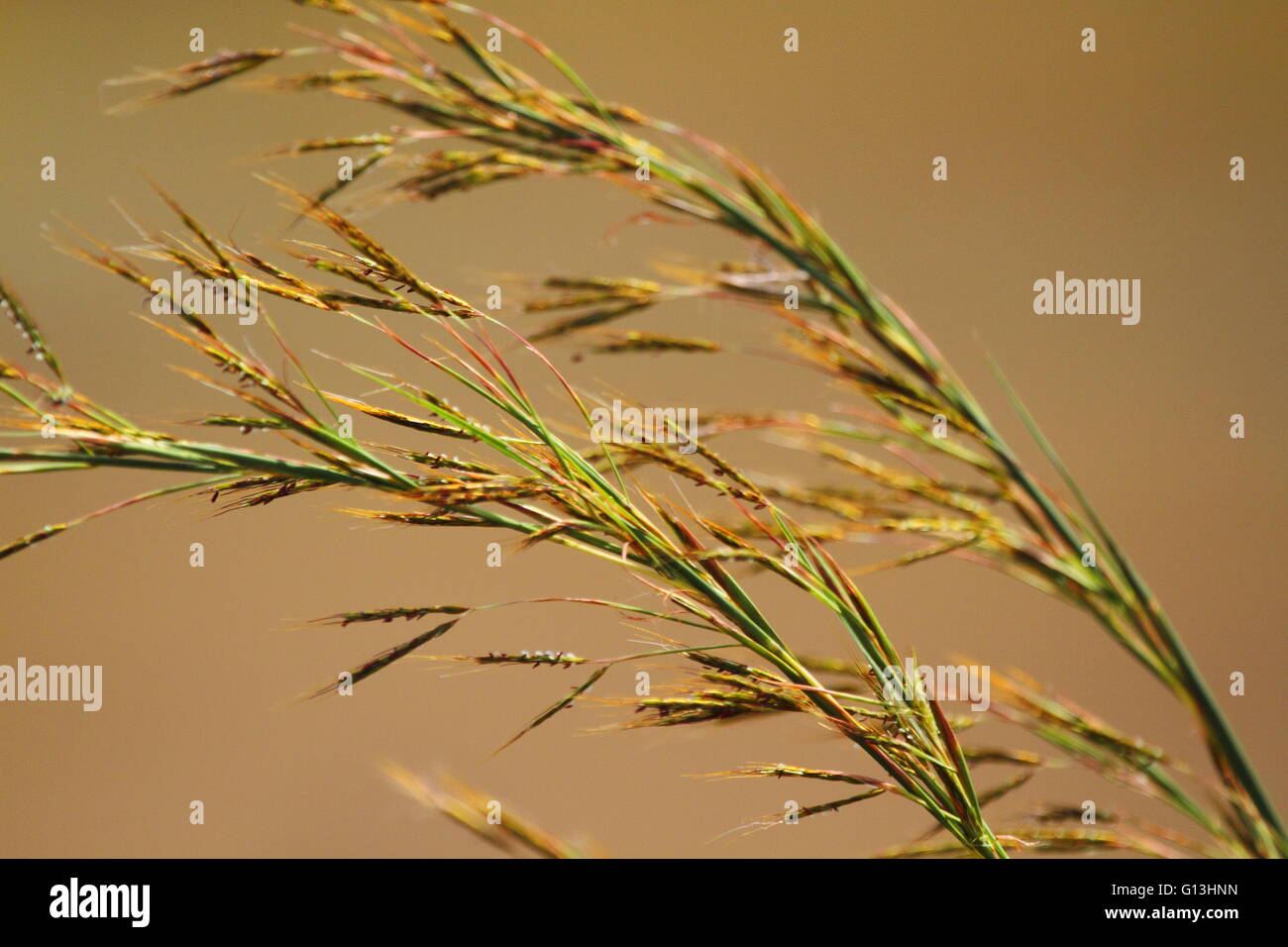 Erba nel seme vicino Eidsvold, nel nord Burnett regione del Queensland, Australia. Foto Stock