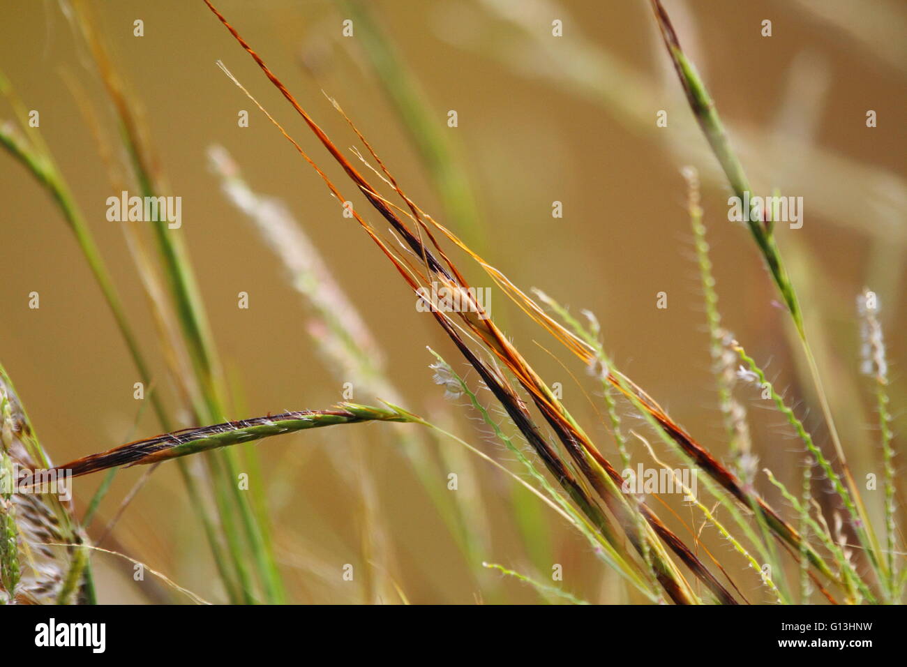 Speargrass nelle sementi vicino Eidsvold, nel nord Burnett regione del Queensland, Australia. Foto Stock