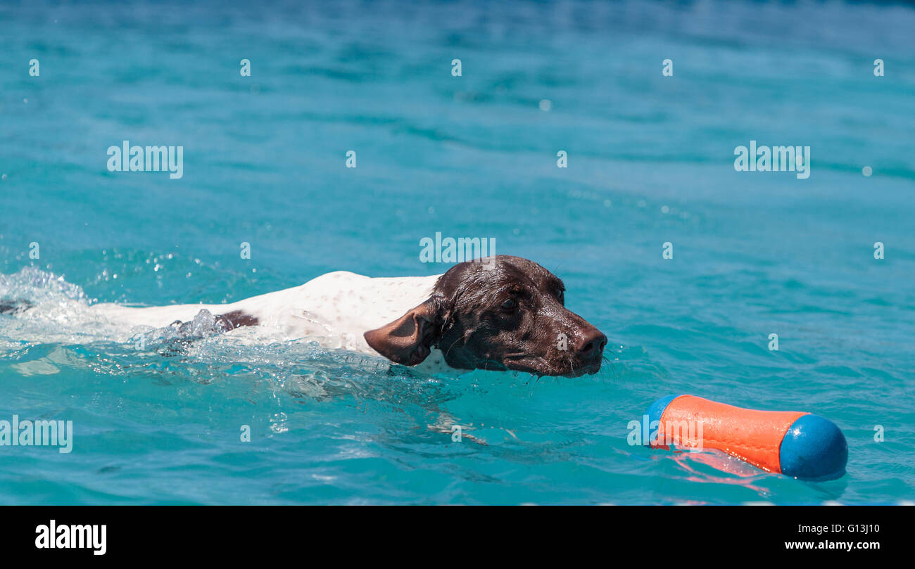 Il tedesco shorthaired puntatore nuota con un giocattolo in una piscina in estate. Foto Stock