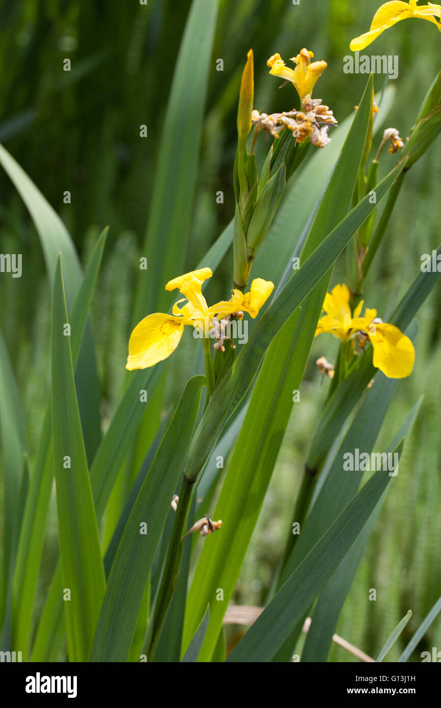 Iris prismatica Foto Stock