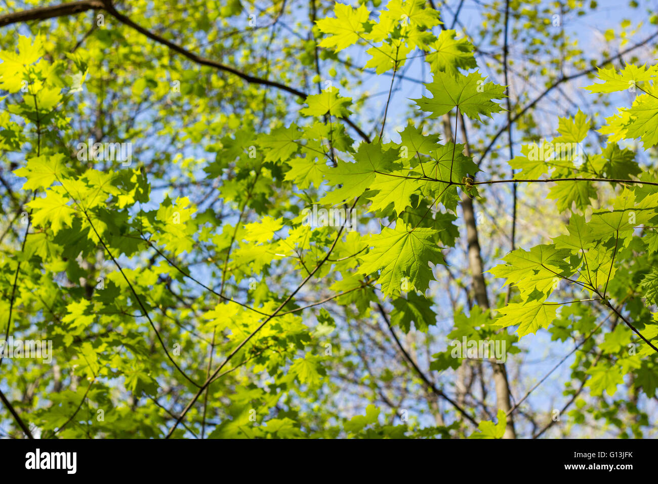 Verde foglie di acero. Giovani foglie contro la molla blu o di un cielo estivo. Foto Stock