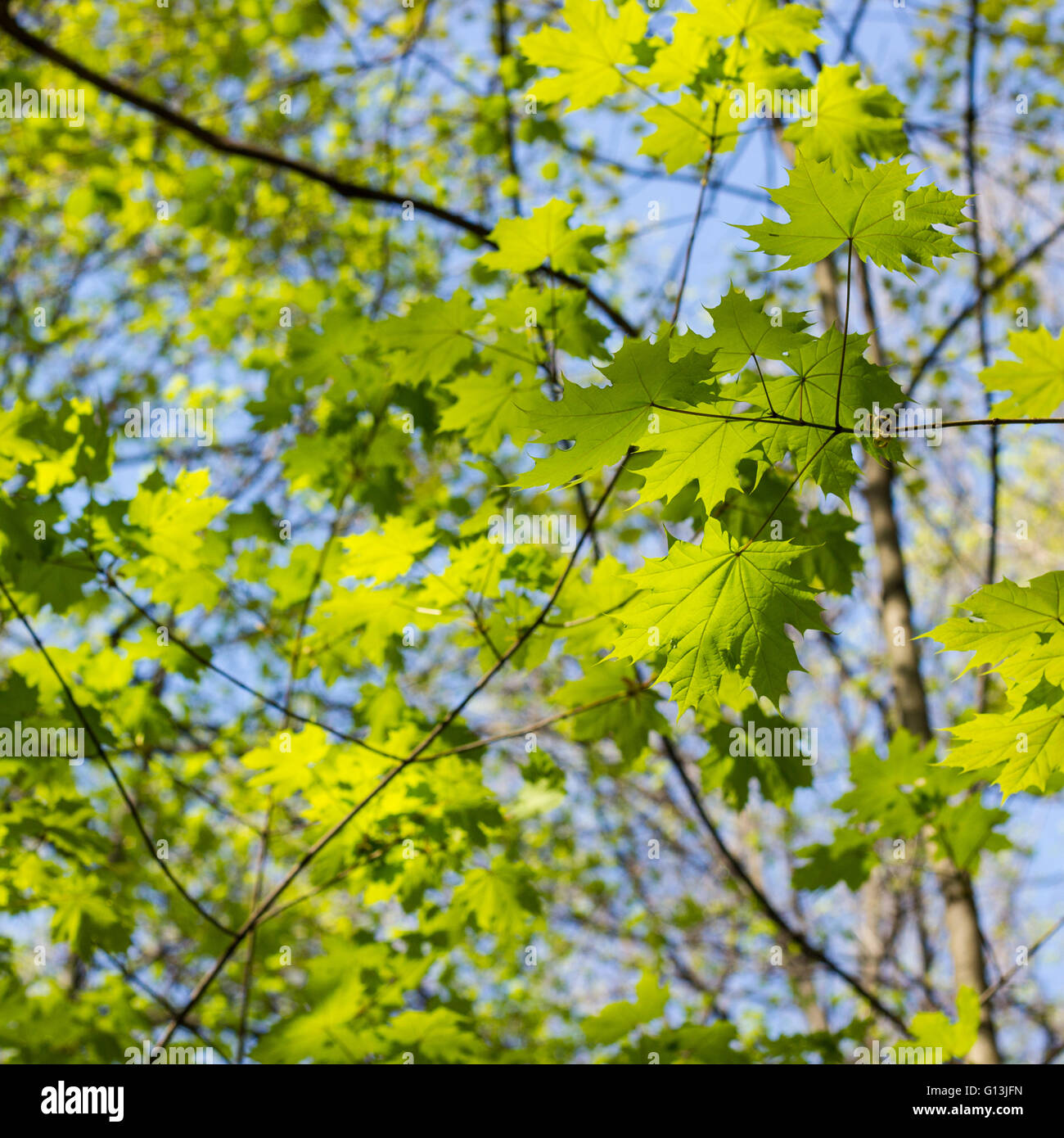 Verde foglie di acero. Giovani foglie contro la molla blu o di un cielo estivo. Foto Stock