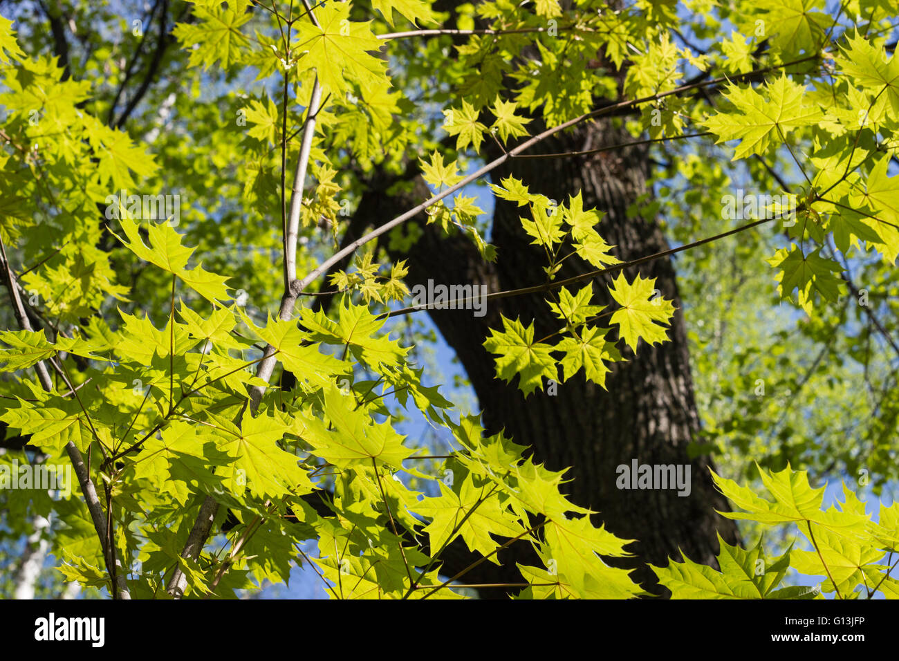 Verde foglie di acero. Giovani foglie contro la molla blu o di un cielo estivo. Grande tronco di albero in background. Foto Stock