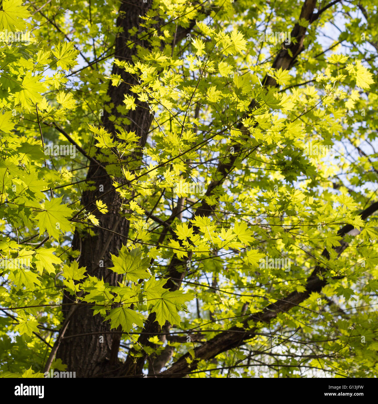 Verde foglie di acero. Giovani foglie contro la molla blu o di un cielo estivo. Tronco di albero in background. Foto Stock