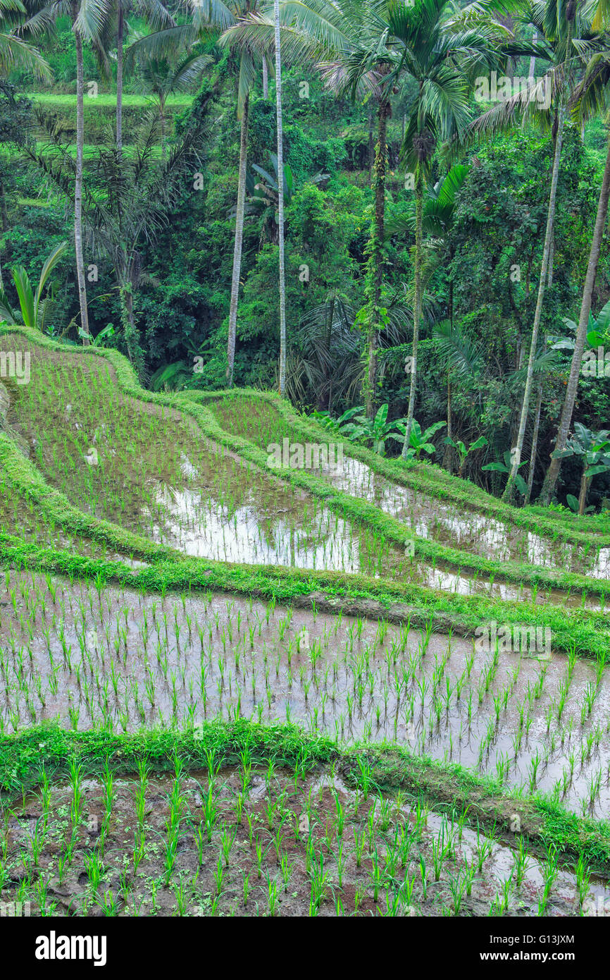 Tegallalang terrazze di riso, Ubud, Bali, Indonesia Foto Stock