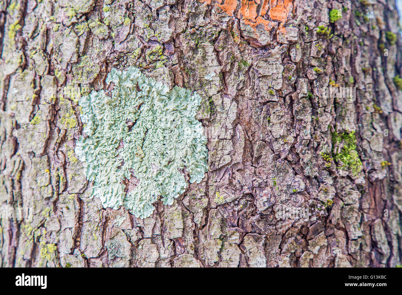 Close-up di tronco di albero con colorati licheni Foto Stock