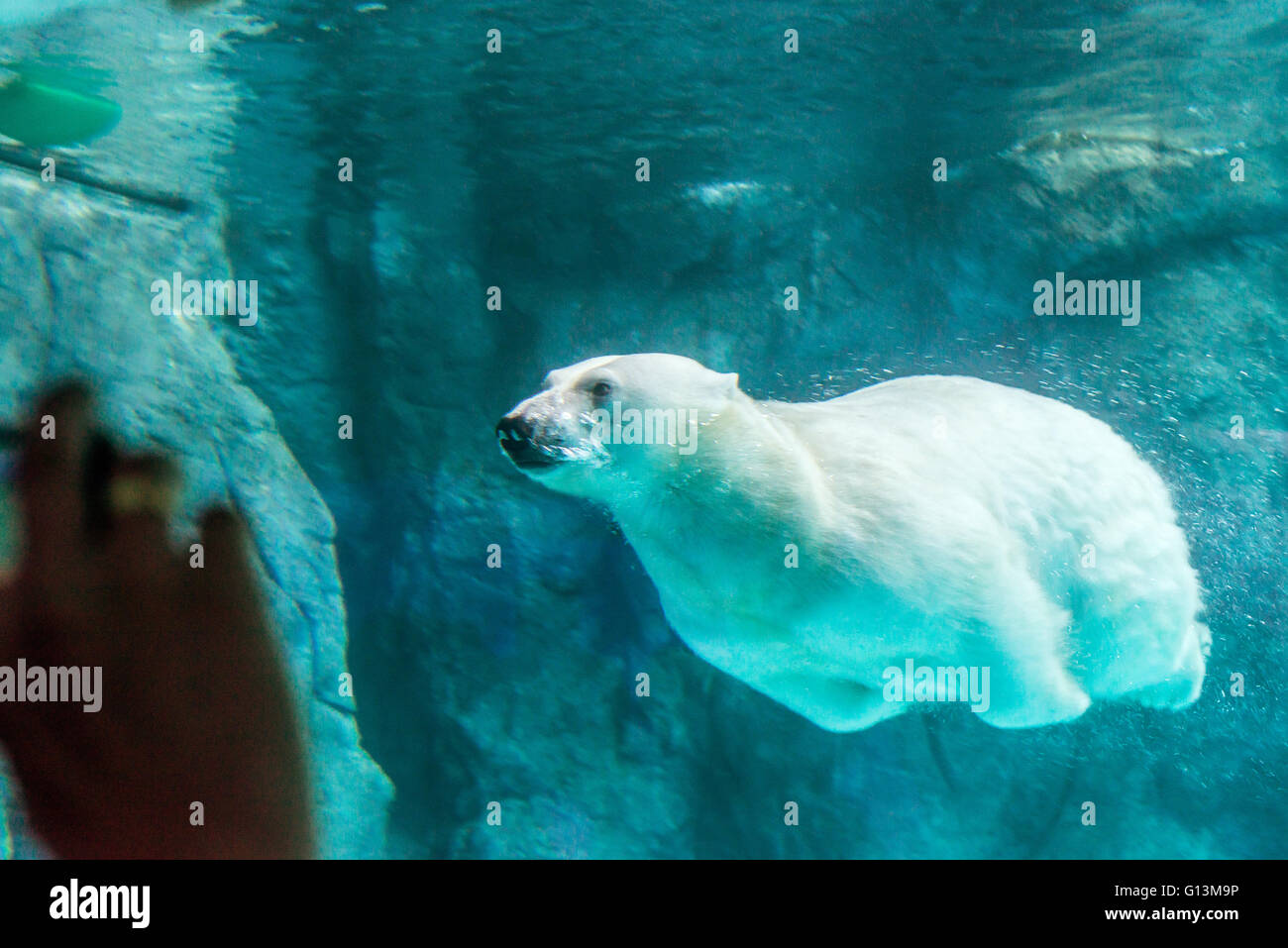Orso polare (noto anche come Thalarctos Maritimus o Ursus maritimus) nuotare sotto l'acqua. Foto Stock