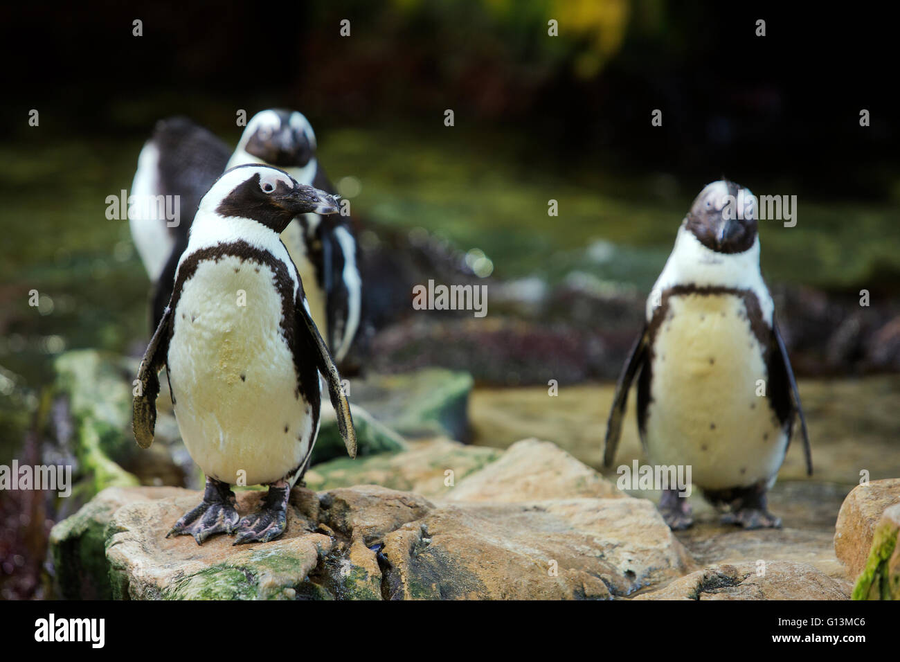 I Penguins africani in Two Oceans Aquarium a Capetown, Sud Africa Foto Stock