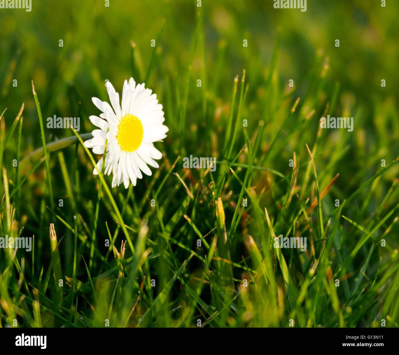 Daisy fiore in giardino Foto Stock