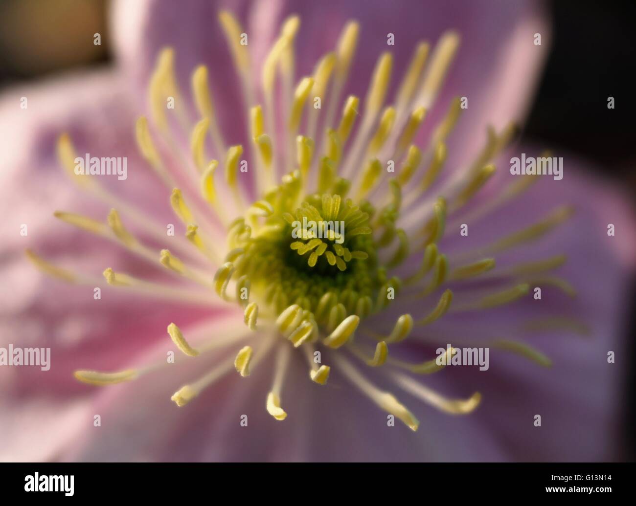 Clematide rosa centro con ciuffo di stami gialli e di polline Foto Stock