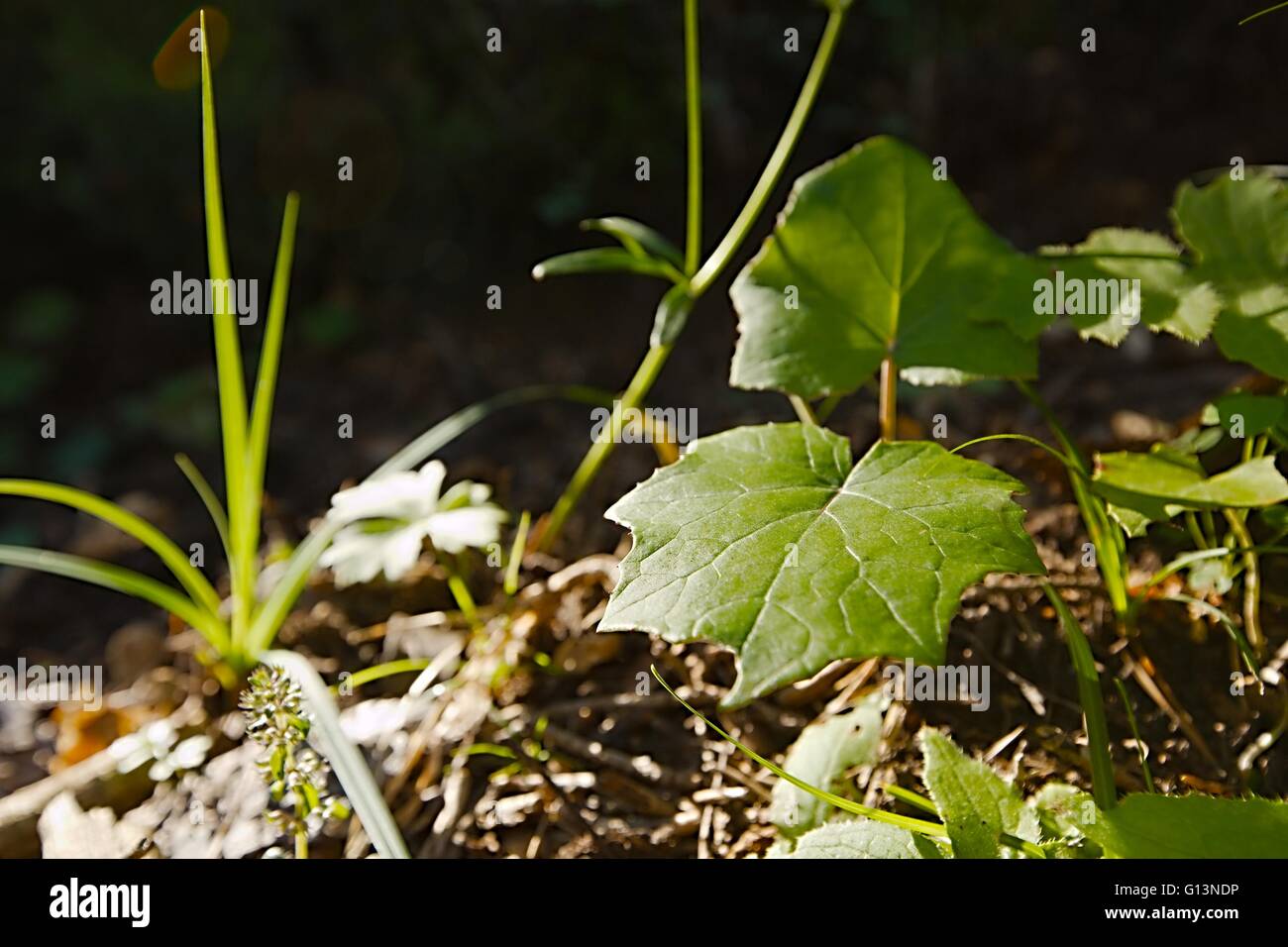 Le piante nella foresta Foto Stock