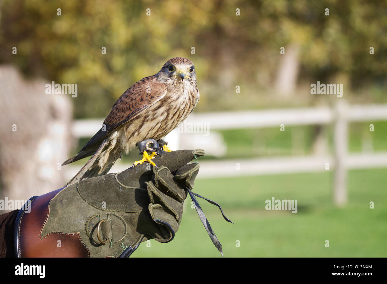 Addestrato hawk, usato nello sport della falconeria, sorge arroccato sul formatore di mano. Foto Stock