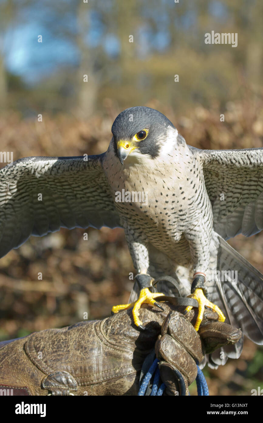 Addestrato il Falco Pellegrino (Falco peregrinus), usato nello sport della falconeria, sorge arroccato sul formatore di mano. Foto Stock