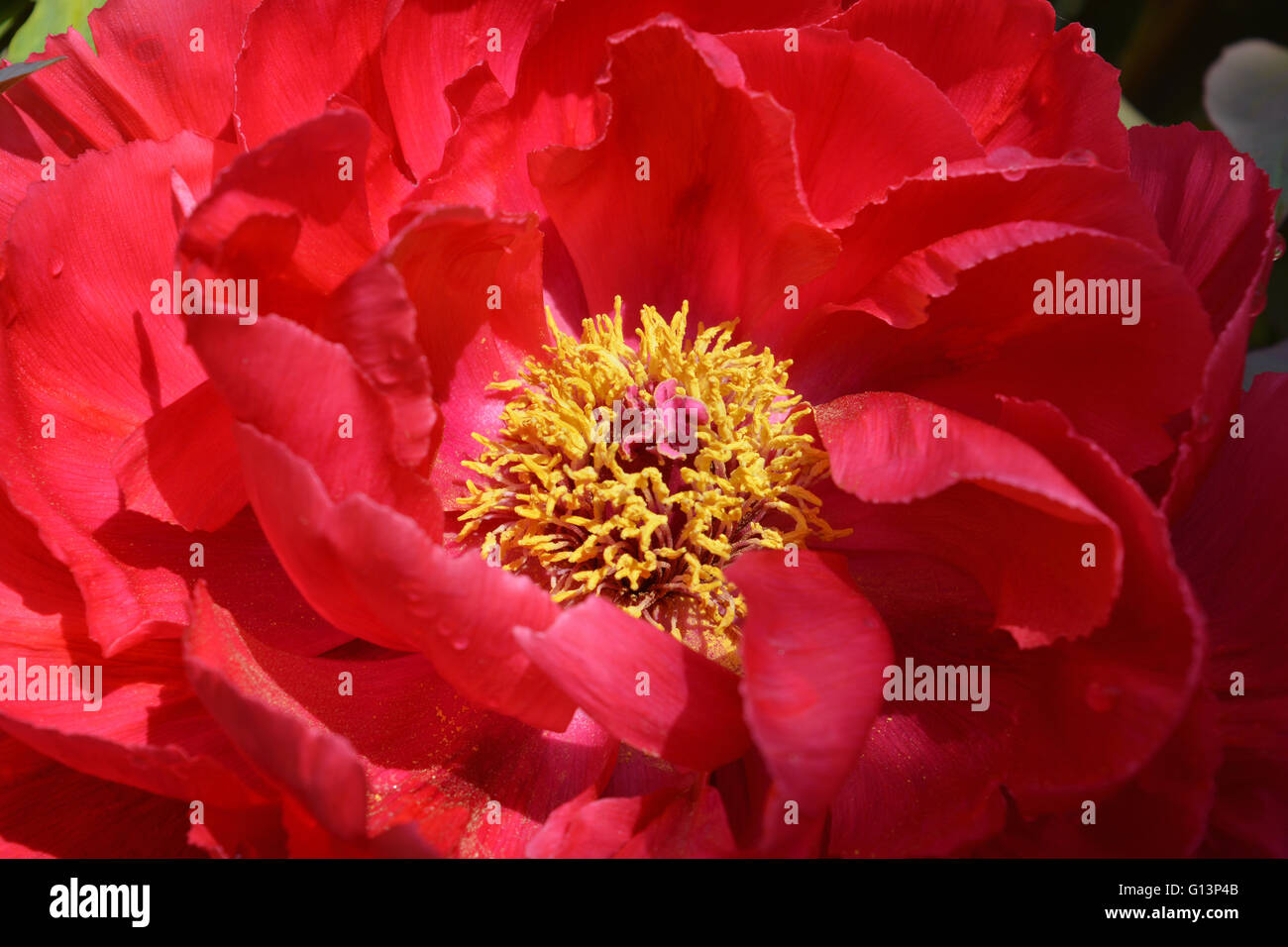 Paeonia suffruticosa. Tree peony flower dettaglio. La Moutan o albero cinese Peonia è una specie di peonia nativa per la Cina. Foto Stock