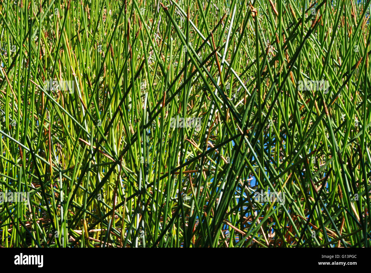 Close up lungo, sottile, verde e marrone reed sulla riva di un lago. Foto Stock