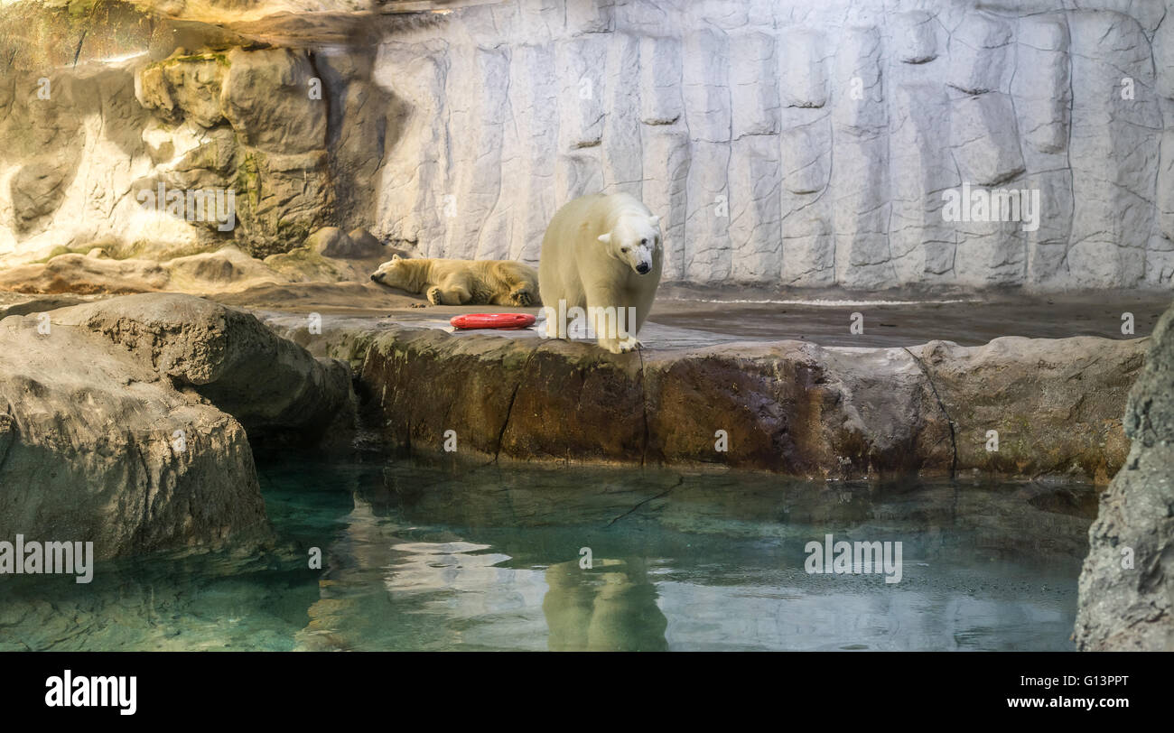 Paio di Orso Polare (noto anche come Thalarctos Maritimus o Ursus maritimus) appoggiato su ghiaccio Foto Stock