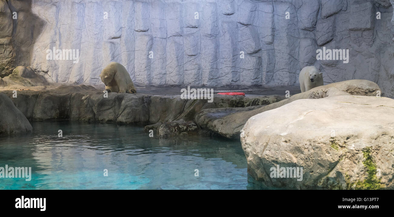 Paio di Orso Polare (noto anche come Thalarctos Maritimus o Ursus maritimus) appoggiato su ghiaccio Foto Stock