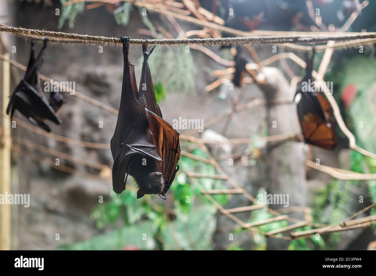 Bat: la malese (Pteropus vampyrus) appeso a una fune con la sua testa in basso Foto Stock