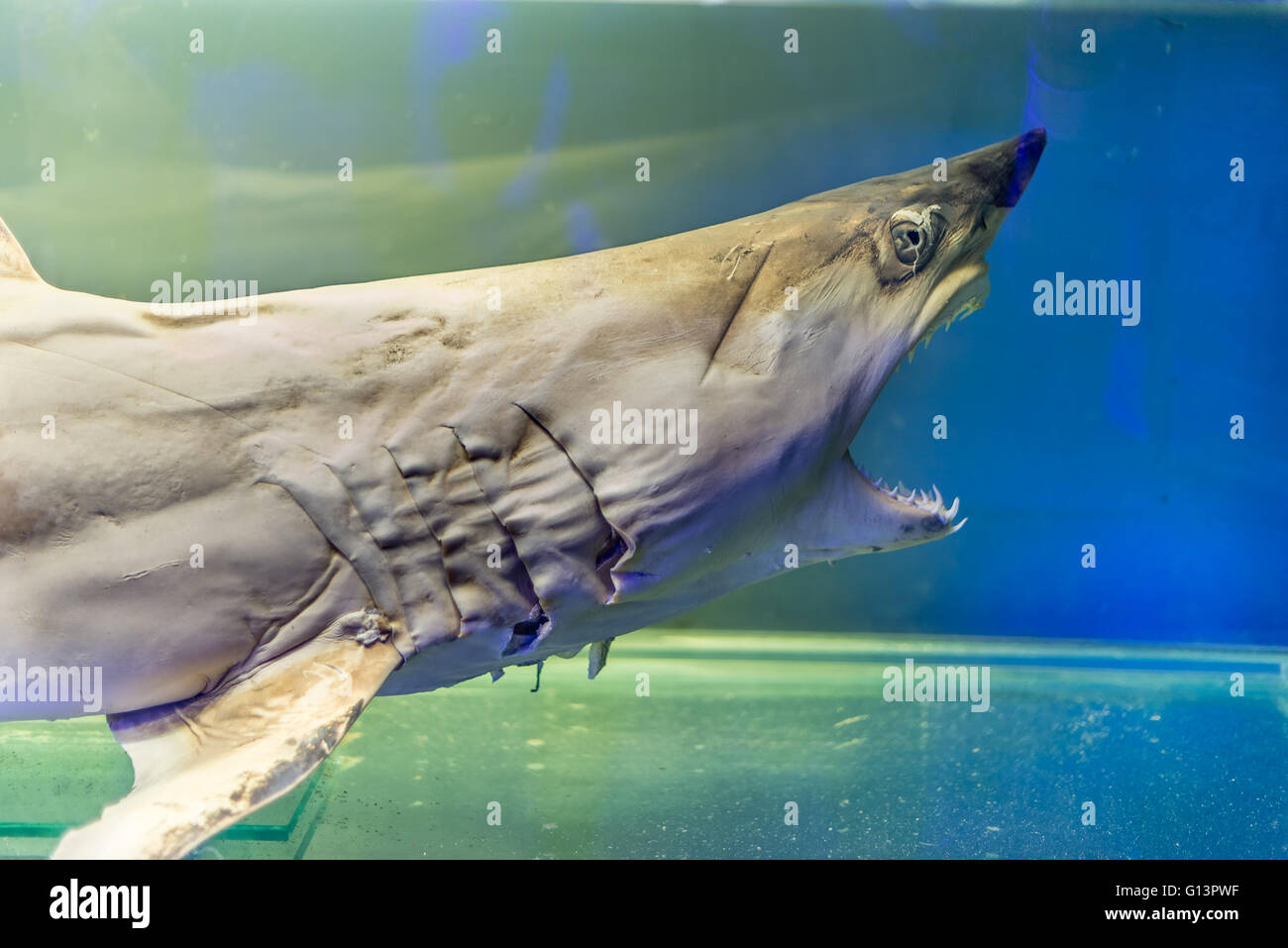 Farcite squalo giovane con grandi denti e bocca aperta isolata su acquario Foto Stock