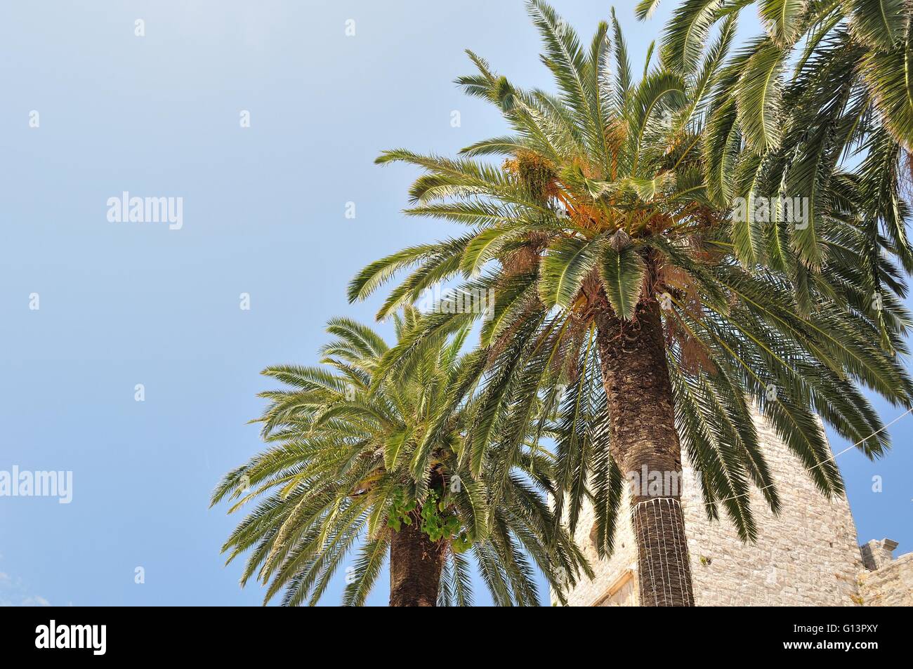 Tre Palm Tree sul lato destro del telaio con cielo blu su sfondo Foto Stock