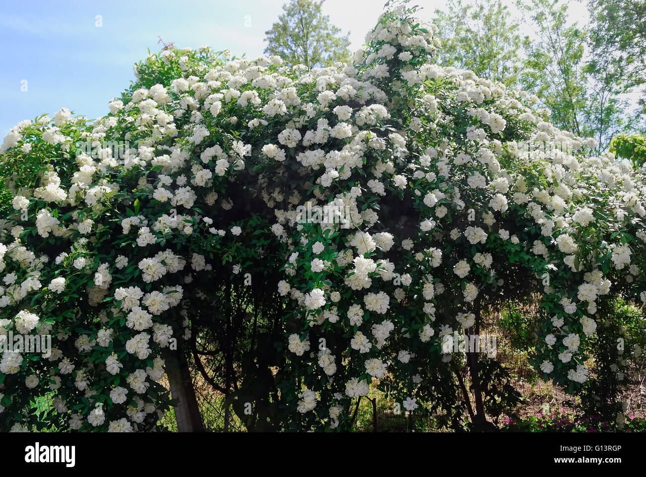 Rosa Banksiae Alba Plena è una vecchia rosa bianca. È stato scoperto nel 1807 da William Kerr in un giardino del cespuglio del Canton. Rose. Foto Stock