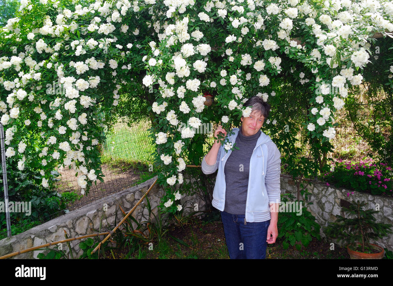 Rosa Banksiae Alba Plena è una vecchia rosa bianca. È stato scoperto nel  1807 da William Kerr in un giardino del cespuglio del Canton. Rose Foto  stock - Alamy