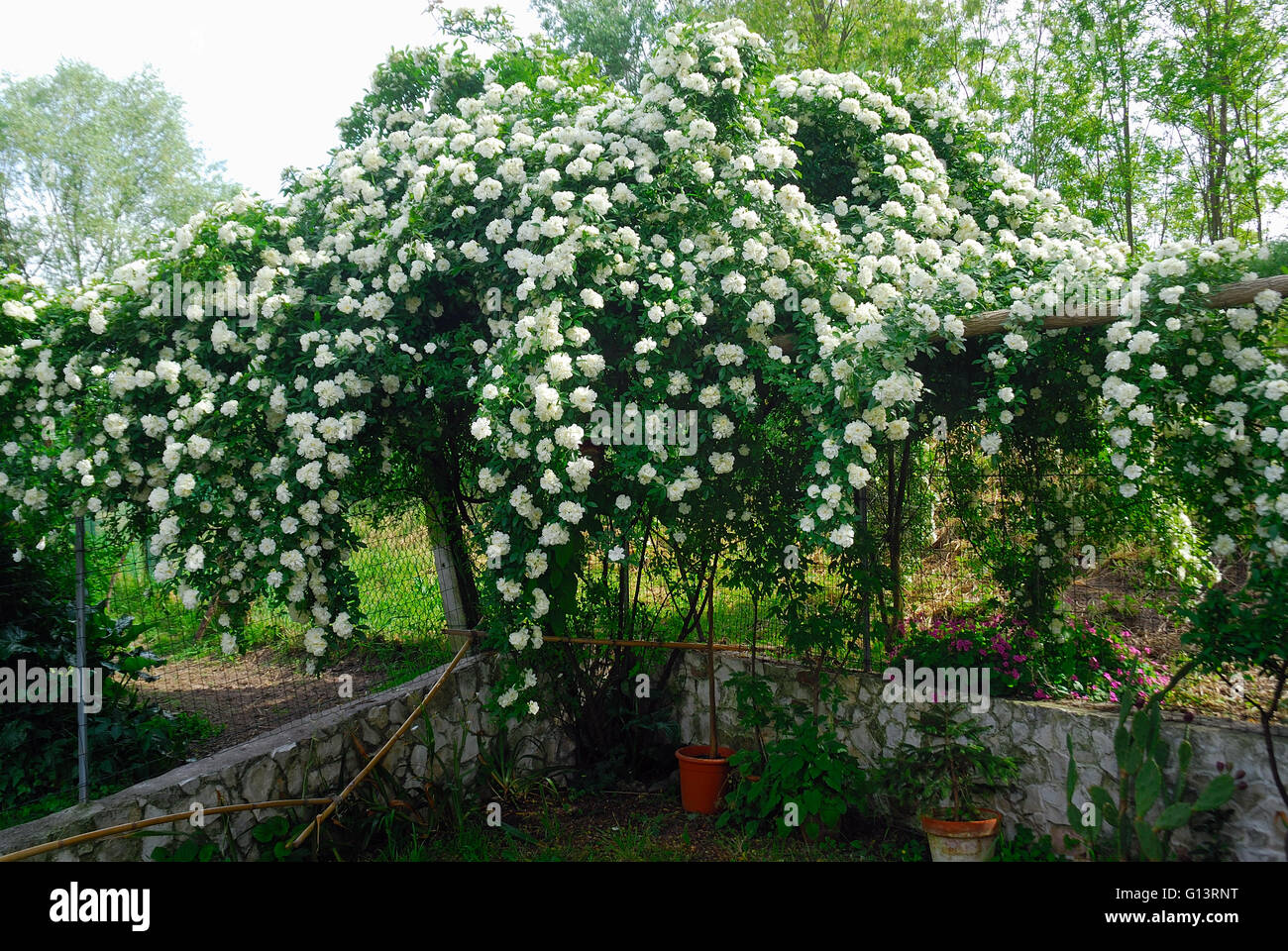 Rosa Banksiae Alba Plena è una vecchia rosa bianca. È stato scoperto nel 1807 da William Kerr in un giardino del cespuglio del Canton. Rose. Foto Stock