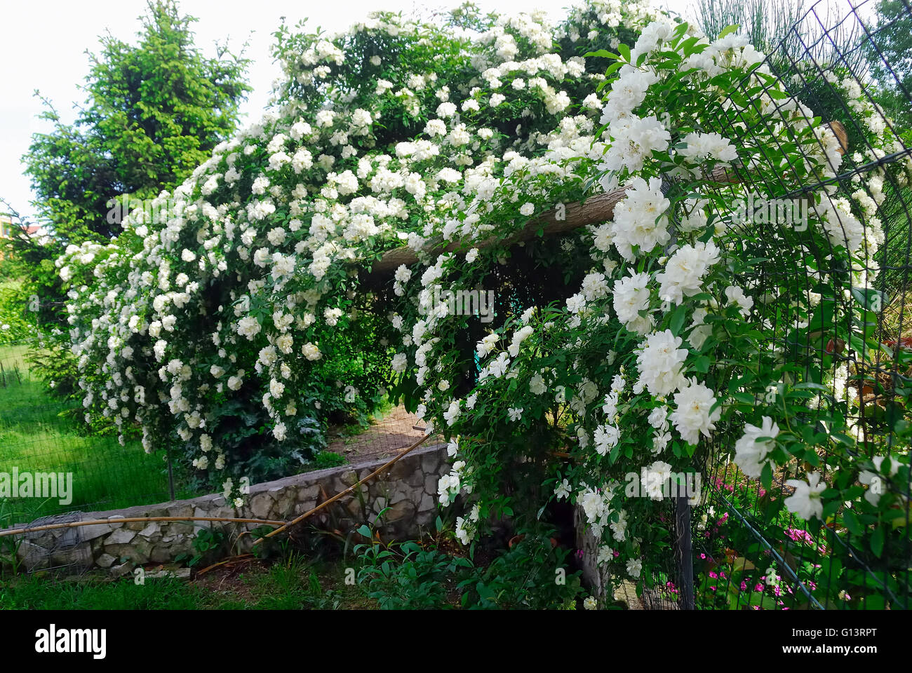 Rosa Banksiae Alba Plena è una vecchia rosa bianca. È stato scoperto nel 1807 da William Kerr in un giardino del cespuglio del Canton. Rose. Foto Stock