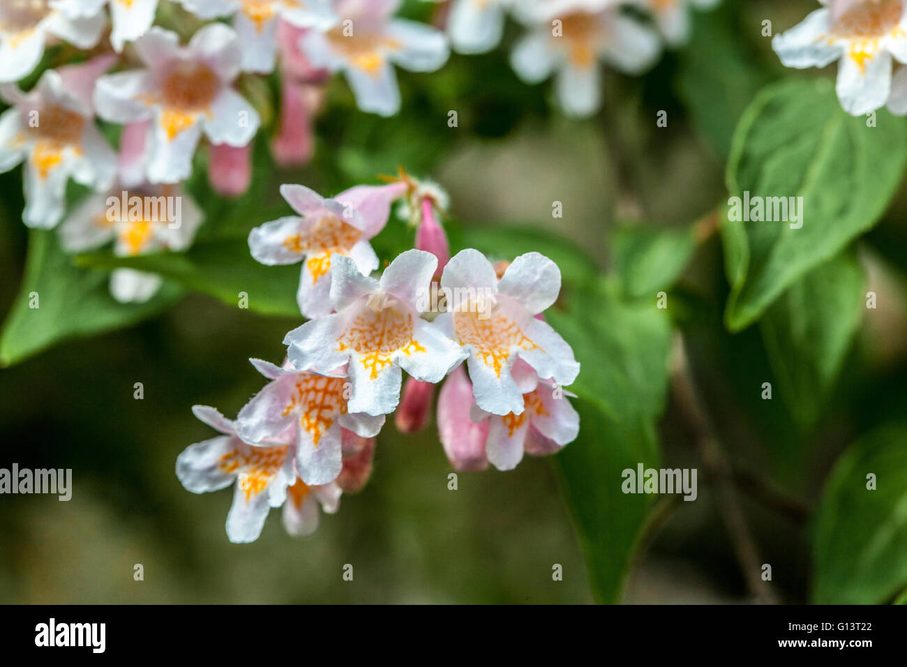 Dipelta floribunda maxim Foto Stock