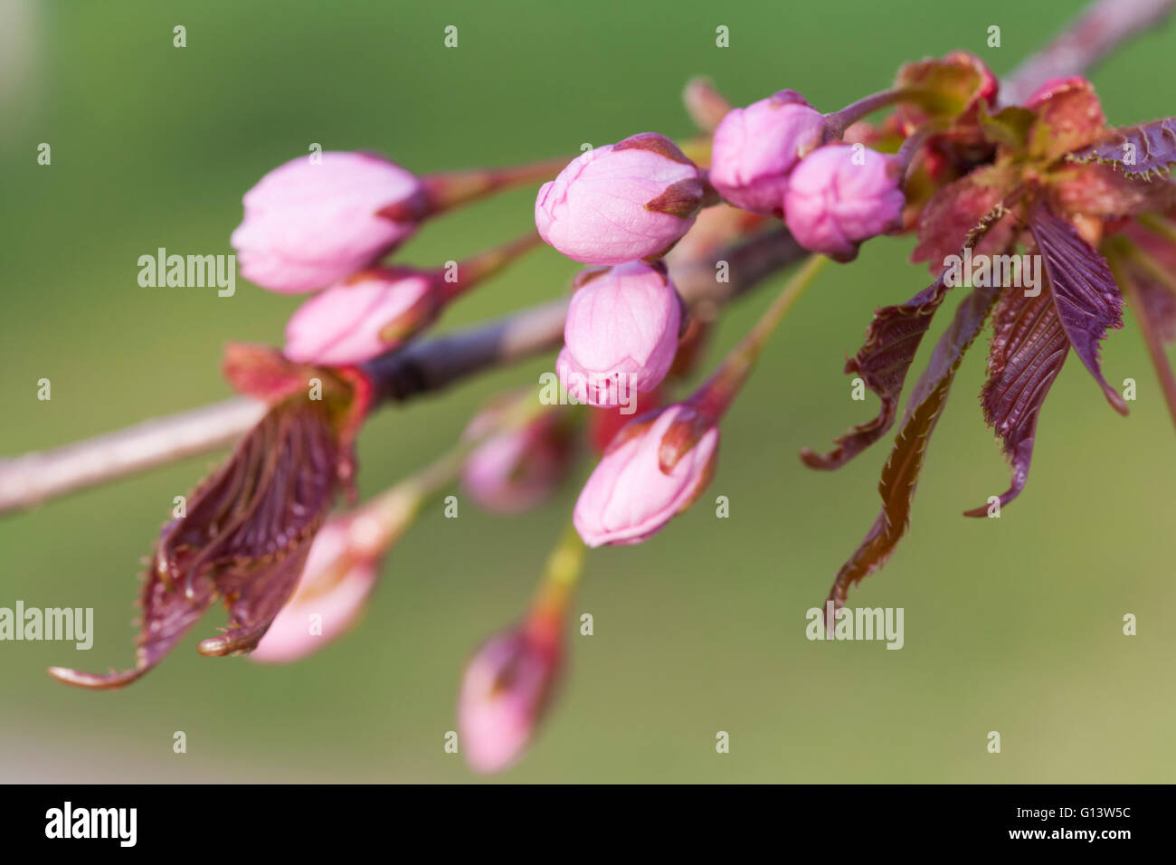 Cherry Tree Blossom Foto Stock