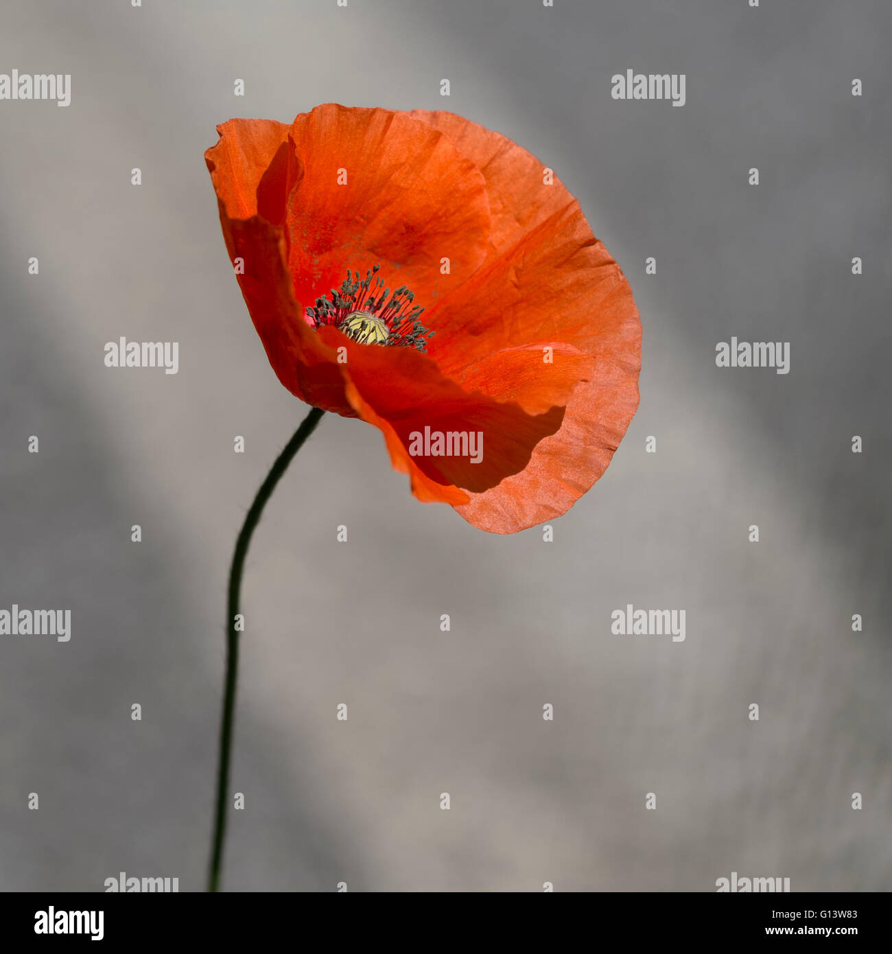 Red Fiandre aka papavero mais da strada. Papaver rhoeas. Foto Stock