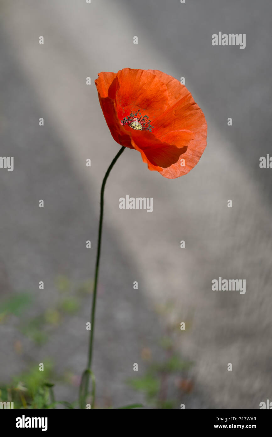 Papavero sul ciglio della strada. Papaver rhoeas. Mediante la linea bianca. Foto Stock