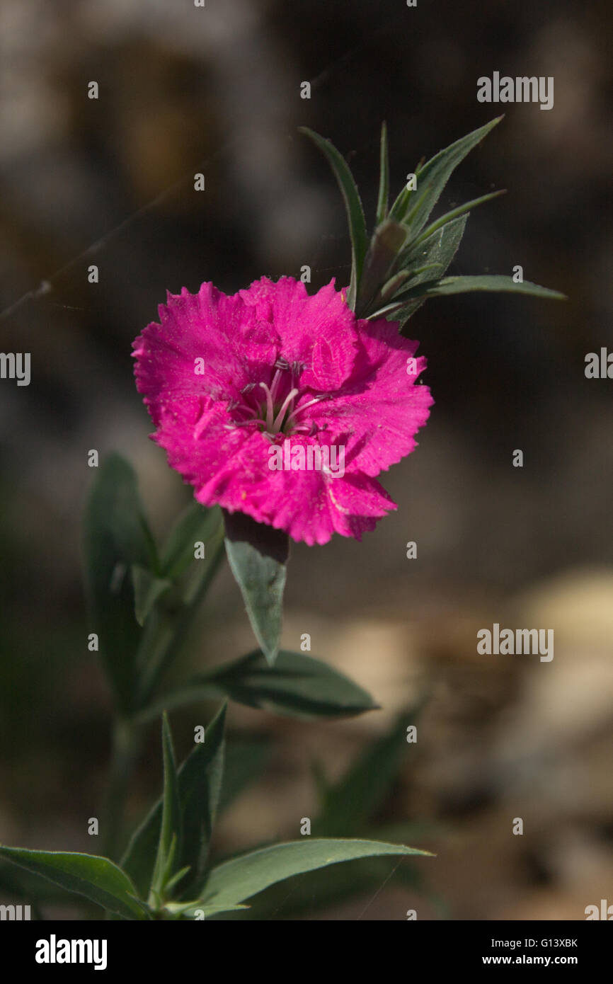 Rhododendron fiori hanno valori di medicinali e di crescere nei foothills dell'Himalaya. Al Mountain Resort di quaglia Pangot Foto Stock