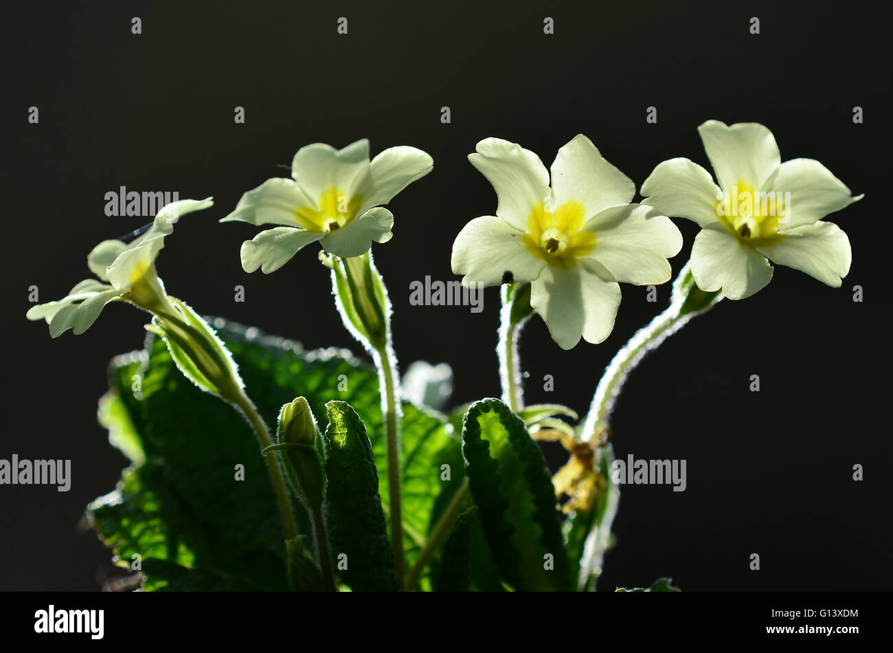 Primrose Foto Stock