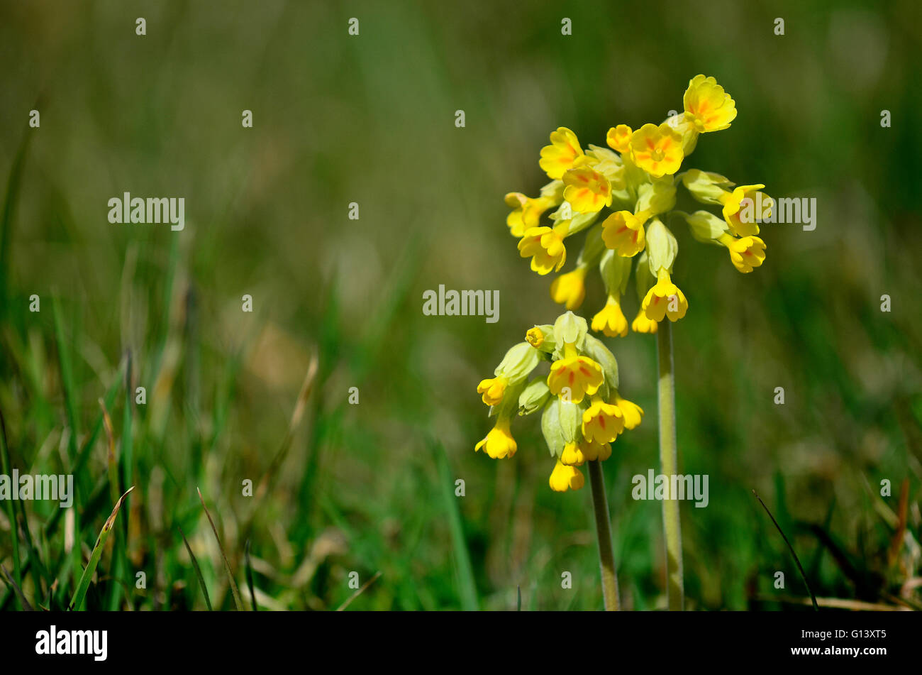 Cowslip primula veris Dorset Regno Unito Foto Stock