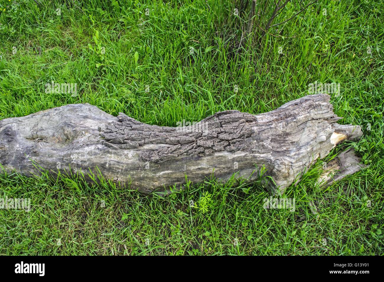 Una parte della struttura di legno che giace in erba e rovina. Foto Stock