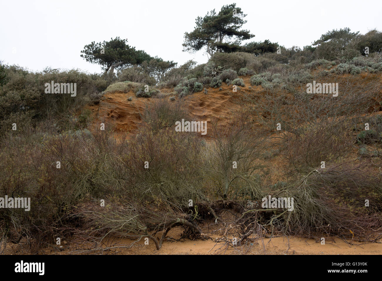 Effetti di erosione costiera, Bawdsey traghetto, Suffolk, Regno Unito. Foto Stock