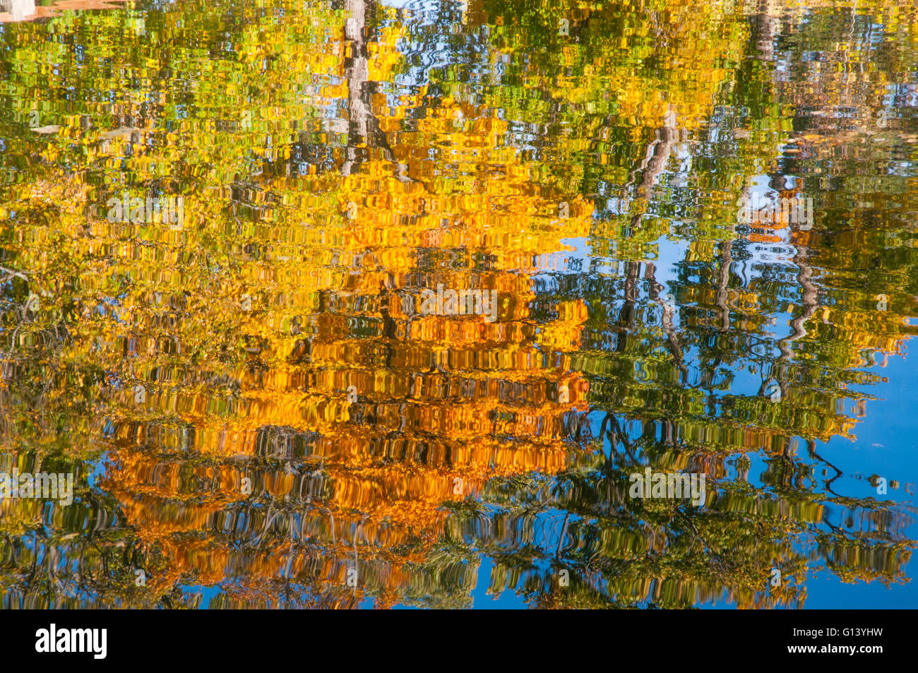 In autunno gli alberi si riflette sull'acqua. Foto Stock