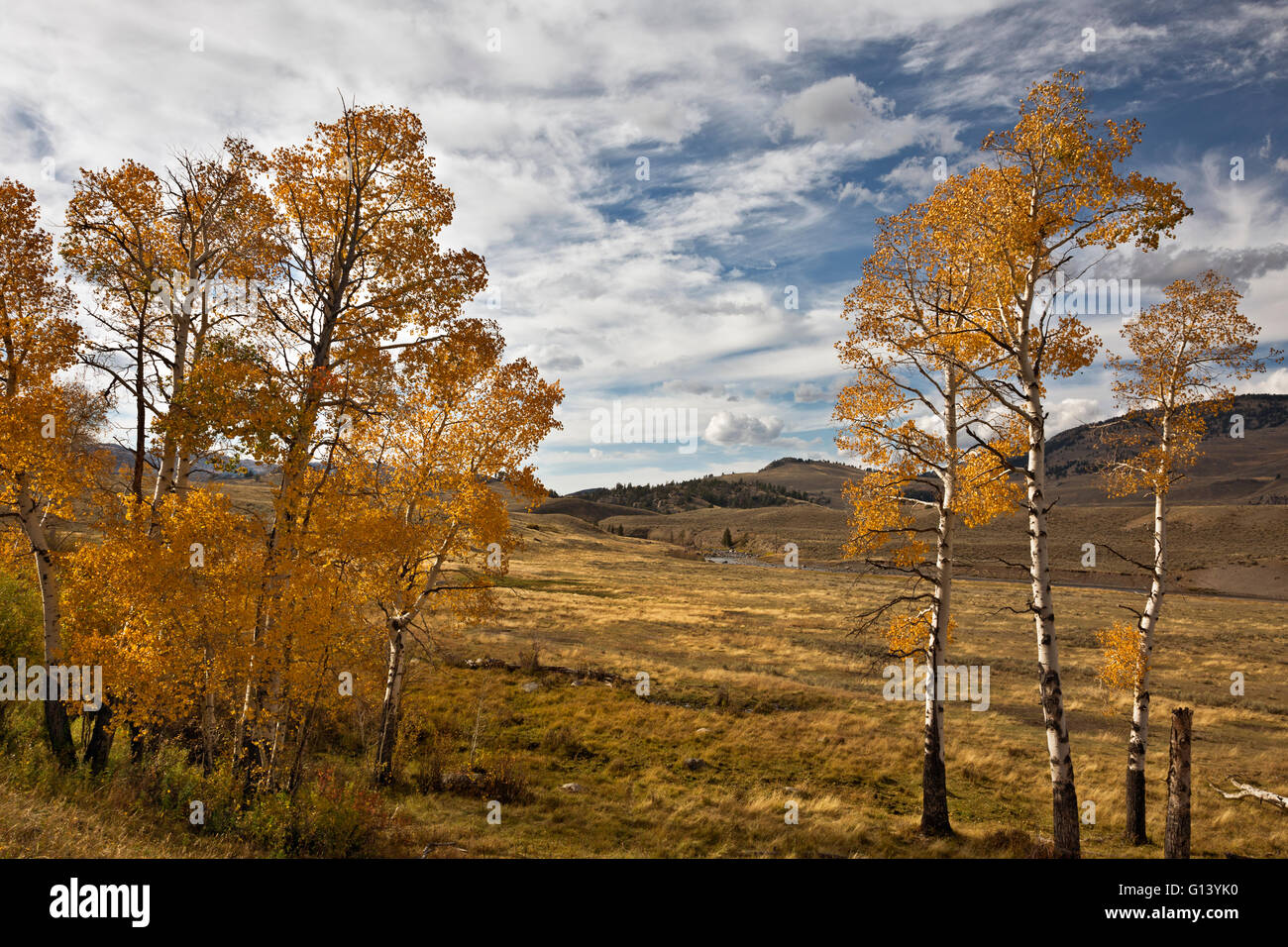 WY01647-00...WYOMING - Aspen alberi in autunno a colori nei prati aperti lungo Slough Creek. Foto Stock