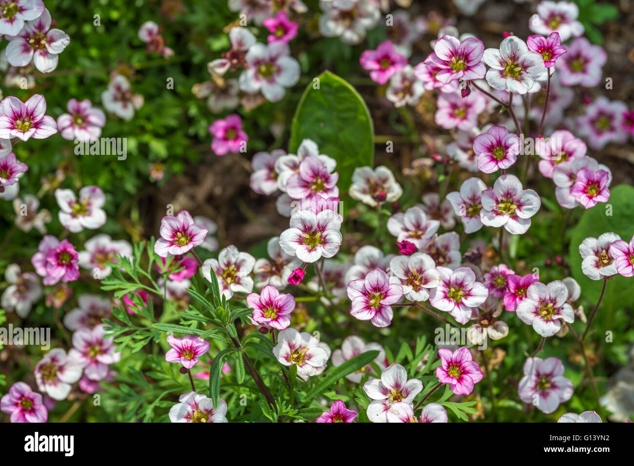 Vista del bianco e del rosa Bergenia cordifolia Foto Stock