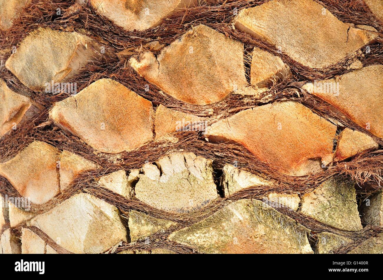 Dettaglio del tronco di albero di palma come texture di sfondo pattern Foto Stock