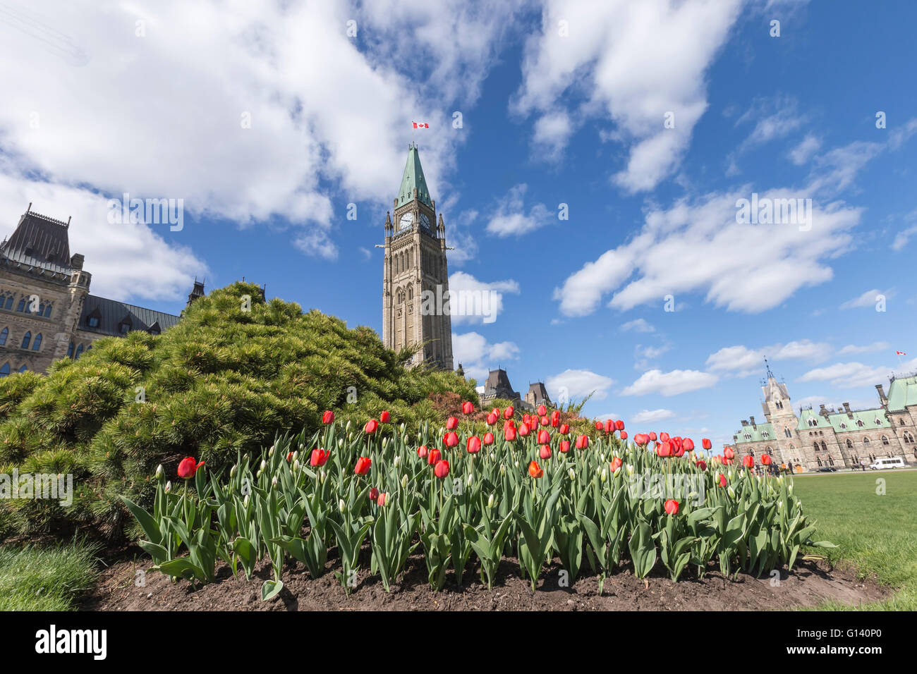 Del Canada agli edifici del Parlamento con i tulipani sul prato anteriore Foto Stock