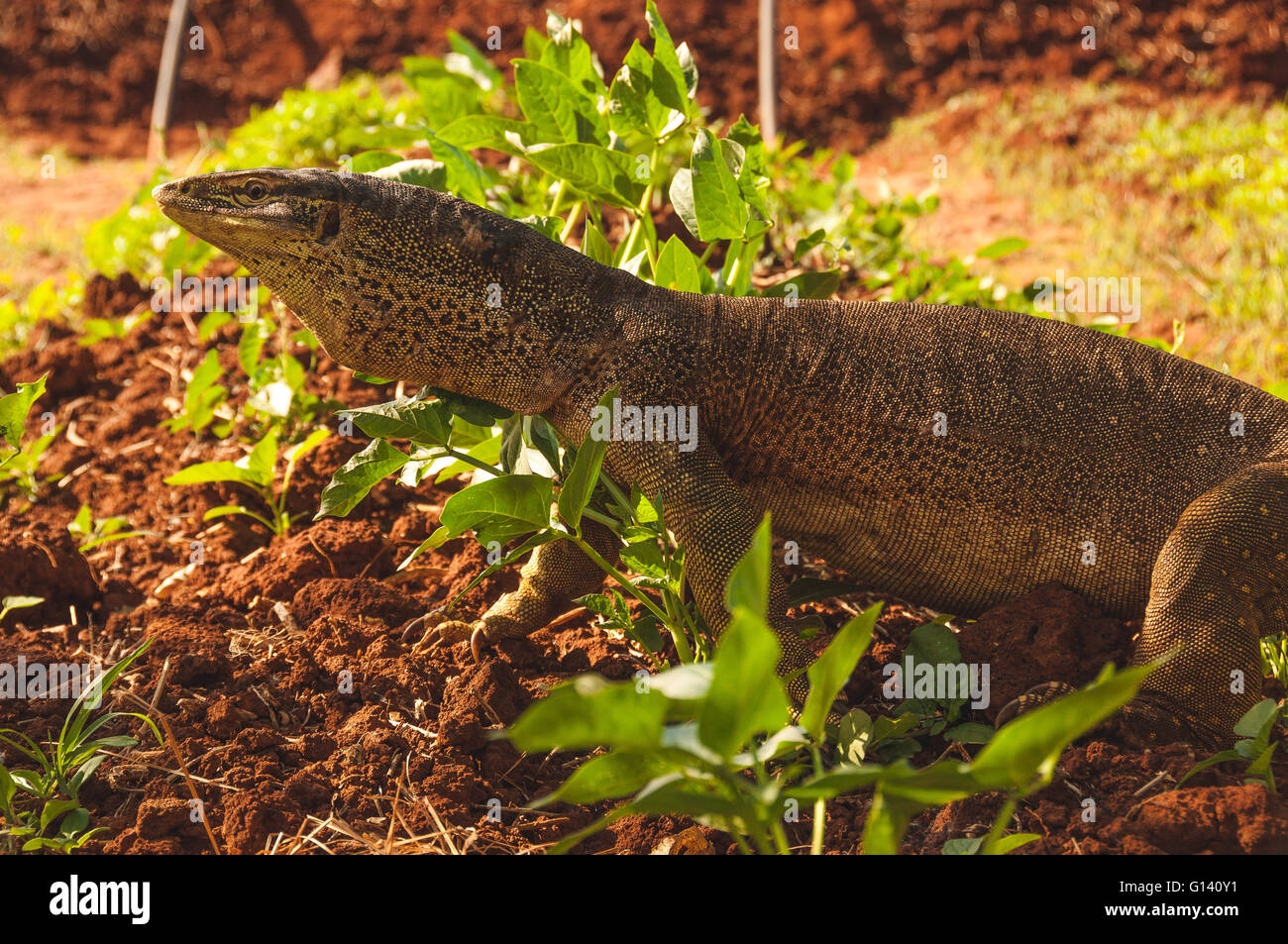 Goanna varani nella Kimberley, Australia occidentale Foto Stock