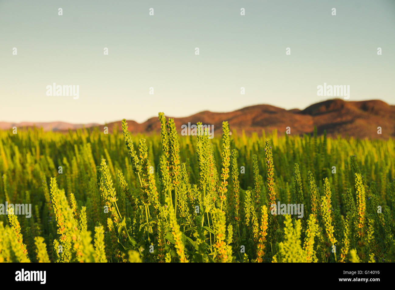 Colture in Kununurra, Australia occidentale Foto Stock