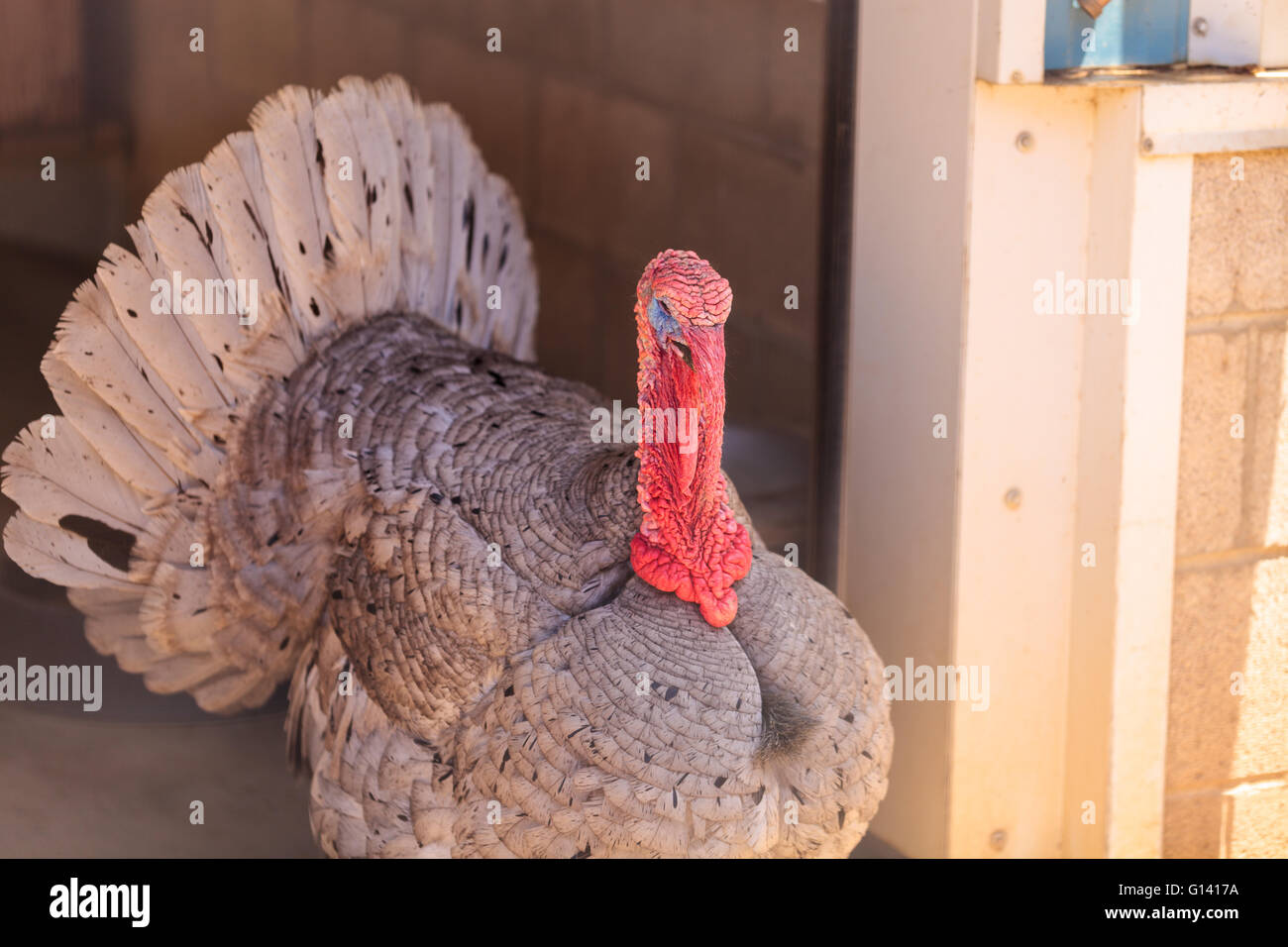 La Turchia domestico bird Meleagris gallopavo su una fattoria con i polli. Foto Stock