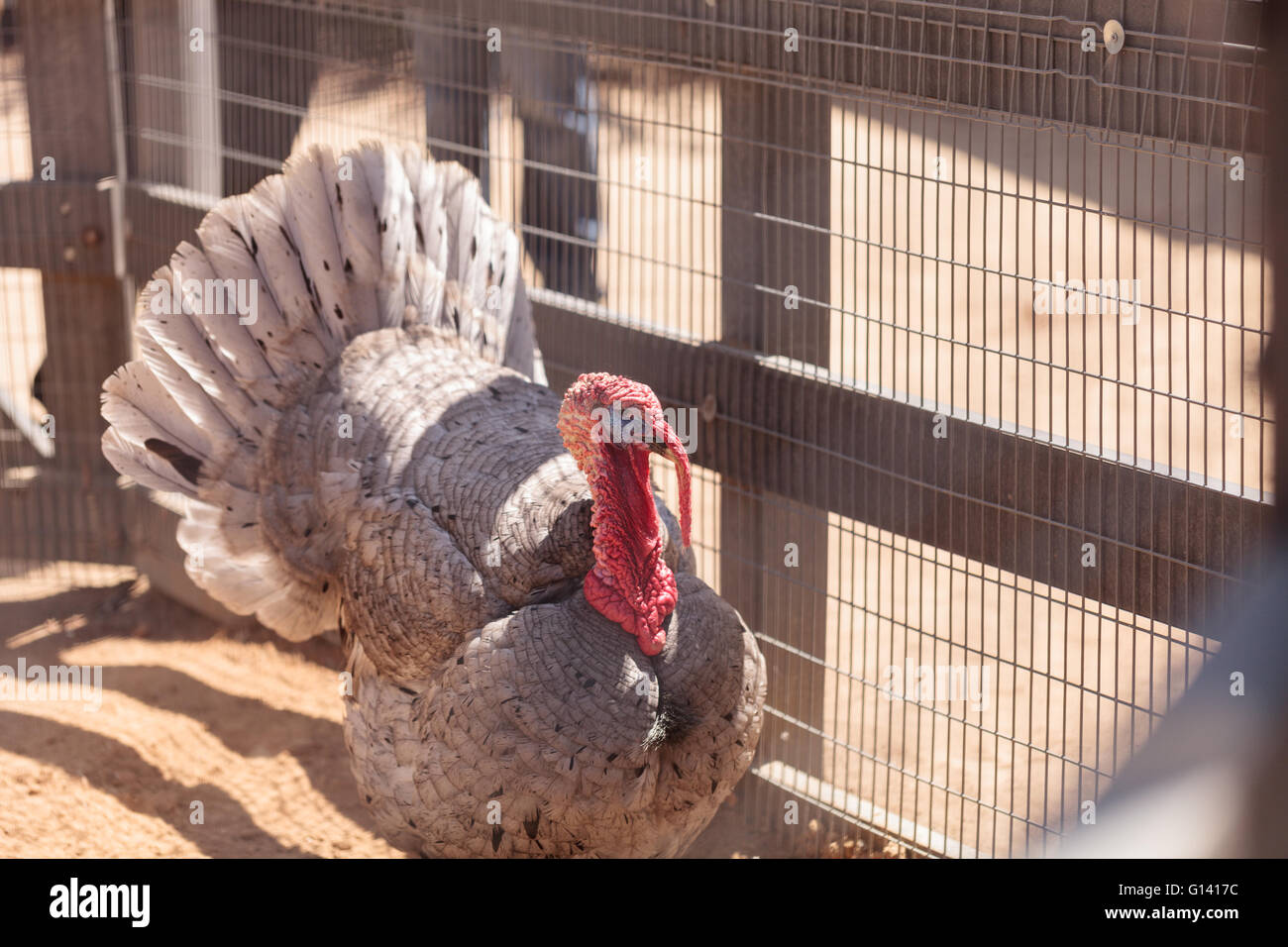 La Turchia domestico bird Meleagris gallopavo su una fattoria con i polli. Foto Stock