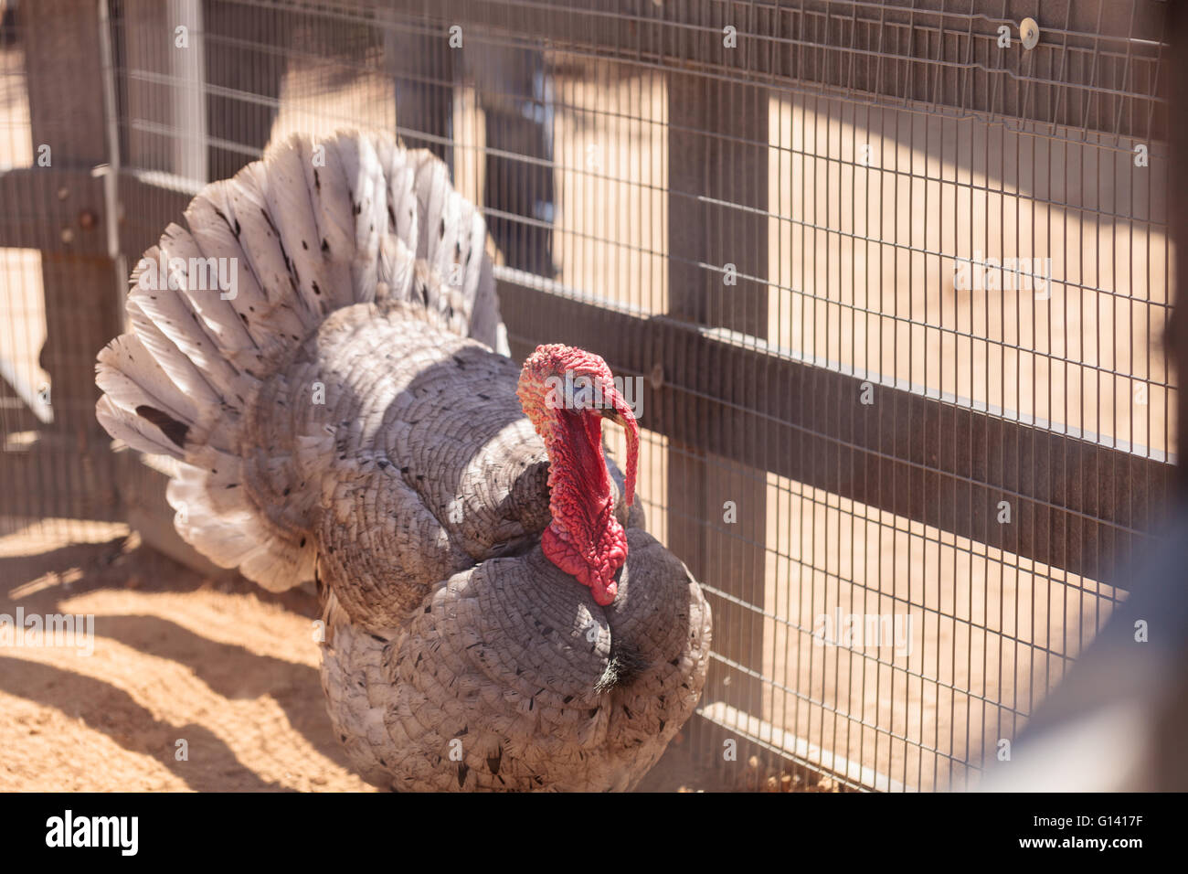La Turchia domestico bird Meleagris gallopavo su una fattoria con i polli. Foto Stock