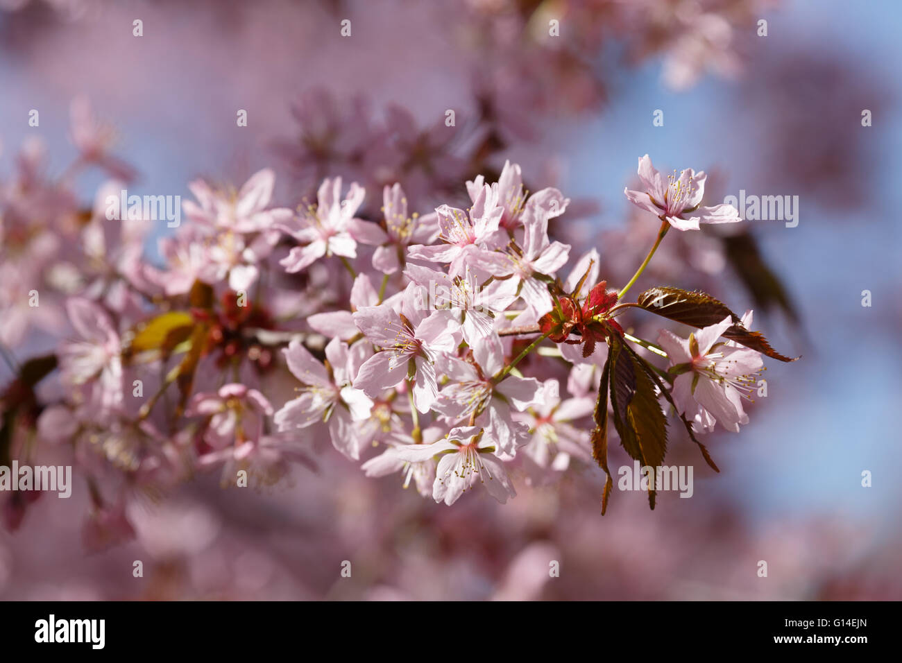 La fioritura dei ciliegi nel maggio al Cherry Tree park di Herttoniemi sobborgo di Helsinki, Finlandia, favorita dalla comunità giapponese. Foto Stock
